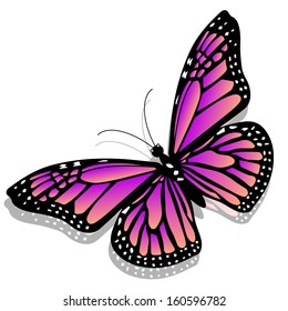 illustration of a colorful butterfly isolated on white background