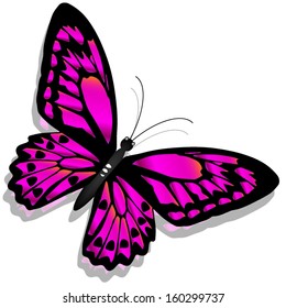 Illustration of a colorful butterfly on a white background 