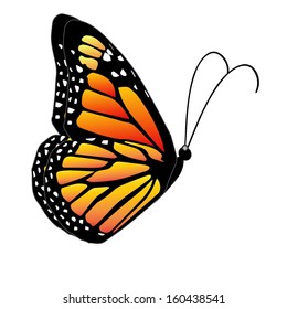 Illustration of a colorful butterfly on a white background 