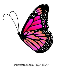 Illustration of a colorful butterfly on a white background 