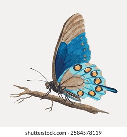 Illustration of a colorful butterfly perched on a branch. The butterfly features vibrant blue and orange patterns on its wings, showcasing nature's beauty. Vintage butterfly illustration vector.