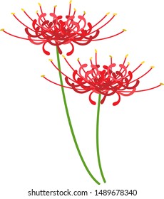 Illustration of colorful cluster amaryllis.