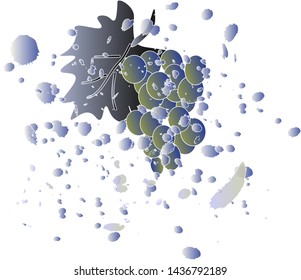 Illustration of colorful design.Ripe bunch of grapes with splashes of juice. Vector graphics.