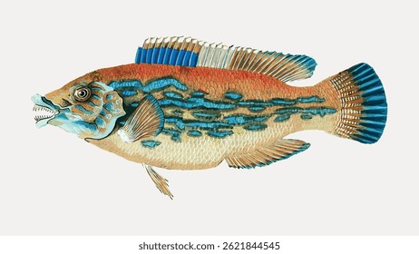 Illustration of a colorful fish with blue and orange patterns. The fish features intricate scales and fins. Fish design highlights aquatic beauty and diversity. Vintage fish illustration vector.