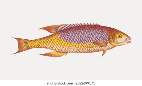 Illustration of a colorful fish with detailed scales. The fish features vibrant colors and intricate scale patterns. Fish illustration with vivid colors and scales. Vintage fish illustration vector.