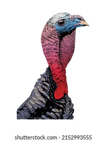 An illustration of the colorful head and feathers of a wild male turkey isolated on white background.