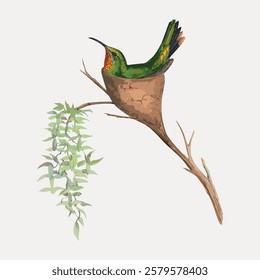 Illustration of a colorful hummingbird perched on a branch. The hummingbird, with vibrant green and orange feathers, sits near a leafy branch. Nature and bird art. Vintage bird illustration vector.