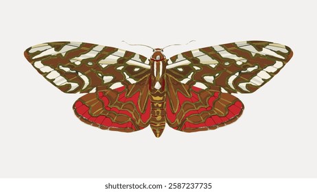 Illustration of a colorful moth with intricate patterns. The moth features red, brown, and white colors, showcasing detailed and vibrant wing designs. Vintage butterfly illustration isolated, vector.