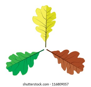 Illustration of colorful oak leaves on white background.