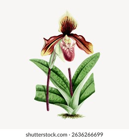 Illustration of a colorful orchid with vibrant petals and lush green leaves. The orchid's unique shape and vivid colors make it a striking floral artwork. Vintage flower illustration vector.