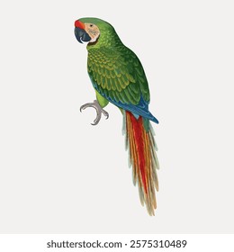 Illustration of a colorful parrot with green feathers, red tail, and blue accents. The parrot is perched, showcasing its vibrant plumage and striking colors. Vintage illustration isolated, vector.