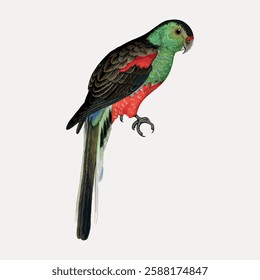 Illustration of a colorful parrot with green, red, and black feathers. The parrot is perched, showcasing its vibrant plumage and detailed feathers. Vintage bird illustration vector.