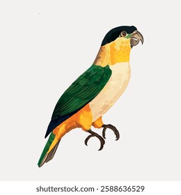 Illustration of a colorful parrot with green wings, yellow and orange body, and a black head. The parrot stands on one leg, showcasing its vibrant feathers. Vintage bird illustration vector.