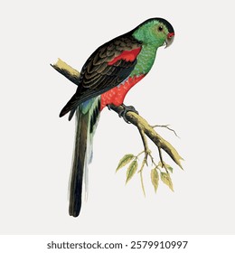 Illustration of a colorful parrot perched on a branch. The parrot features vibrant green, red, and black feathers. Parrot art with detailed plumage and branch. Vintage bird illustration vector.