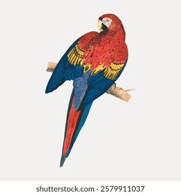 Illustration of a colorful parrot with vibrant red, yellow, and blue feathers perched on a branch, showcasing its striking plumage and vivid colors. Vintage bird illustration vector.