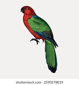 Illustration of a colorful parrot with vibrant red and green feathers. The parrot's vivid colors stand out, showcasing its bright red and green plumage. Vintage bird illustration vector.