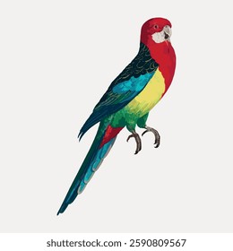 Illustration of a colorful parrot with vibrant red, blue, and green feathers. The parrot is perched, showcasing its bright plumage and striking colors. Vintage bird illustration vector.