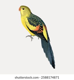 Illustration of a colorful parrot with vibrant yellow and green feathers. The parrot has a long tail and is perched. Detailed parrot drawing with vivid colors. Vintage bird illustration vector.