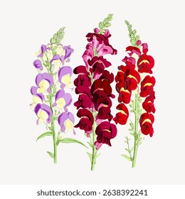 Illustration of colorful snapdragons in purple, pink, and red. Three snapdragons with vibrant petals. Botanical art featuring snapdragons in vivid hues. Vintage flower illustration vector.