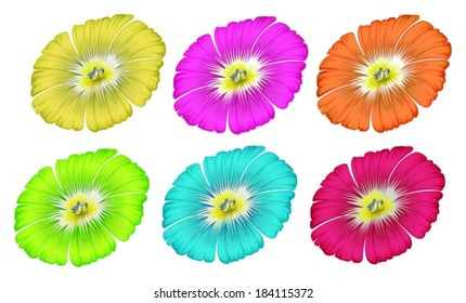 Illustration of the colourful flowers on a white background