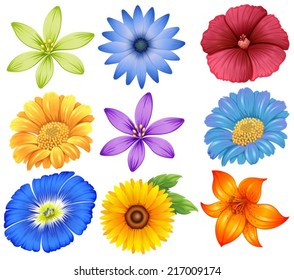 Illustration of the colourful flowers on a white background