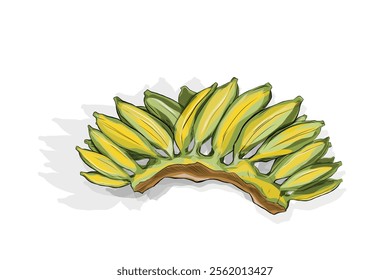 illustration of a comb of bananas on a white background