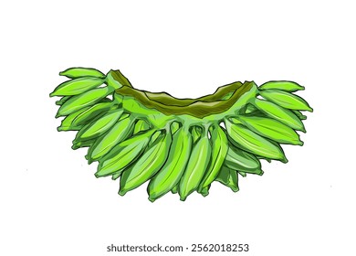 illustration of a comb of unripe bananas without a background