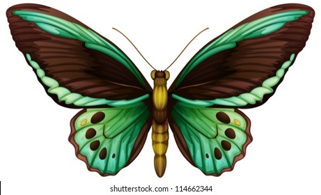 Illustration of a common green birdwing (Ornithoptera priamus),