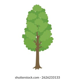 An illustration of a common green street tree seen in cities, parks, and schools
