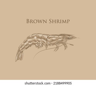 The Illustration of Common shrimp with details and highlights in engraving style.