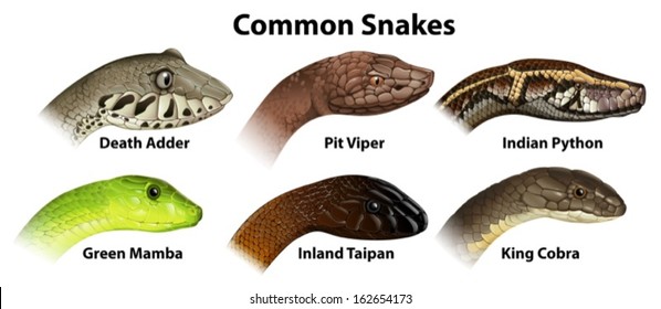 Illustration of the common snakes on a white background