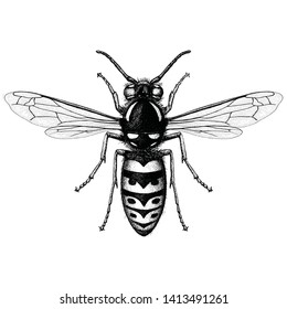 Illustration of a Common Wasp (Vespula vulgaris) in an etched style. 