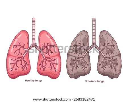 illustration comparing healthy lungs and smoker’s lungs. The healthy lungs are shown in vibrant pink with clear bronchial structures, while the smoker’s lungs appear dark and damaged. 