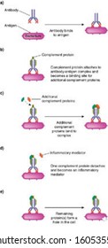 Illustration of complement pathway