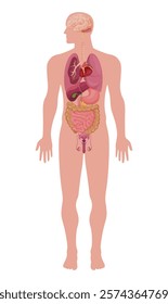Illustration of a comprehensive representation of the anatomical structure of an adult male, indicating vital internal organs and systems.