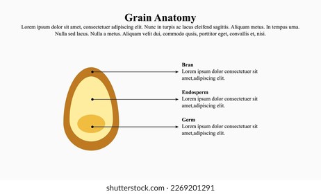 Illustration concept of grain anatomy.