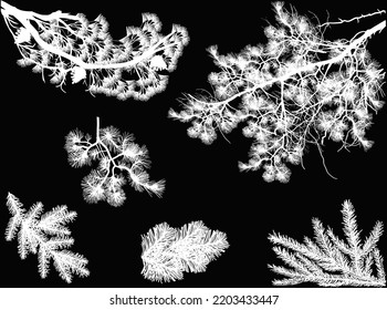 illustration with coniferous trees white branches isolated on black background