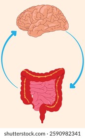 illustration of connection between the brain and the gut's nervous system, known as the "second brain." eps 10