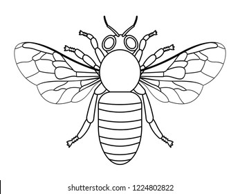 Illustration of the contour bee insect