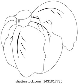 Illustration of a contour head cabbage on a white background