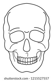 Illustration of the contour of a human skull on a white background