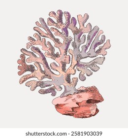 Illustration of a coral branch with patterns. The coral is detailed and colorful, showcasing its natural beauty and complexity. Coral art in soft hues. Vintage marine life illustration vector.