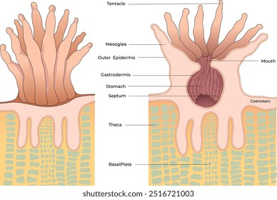 Ilustración de la anatomía de los pólipos de coral - Vector