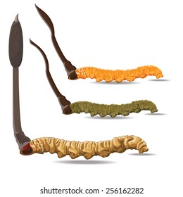 illustration. Cordyceps Sinensis on White background