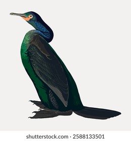 Illustration of a cormorant with dark green and blue feathers. The cormorant is perched, showcasing its detailed plumage and distinct beak. Cormorant in profile view. Vintage bird illustration vector.