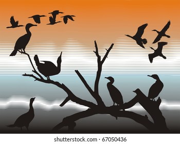 Illustration of the cormorants on the river