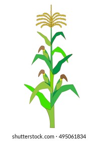 An illustration of the corn.