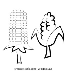  illustration  with corn cobs on white  background