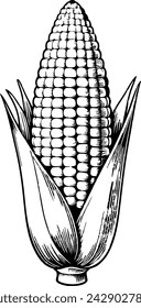 illustration of corn for coloring book