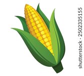 an illustration of corn on a white .Golden maize corn cob isolated. Corn in the peel